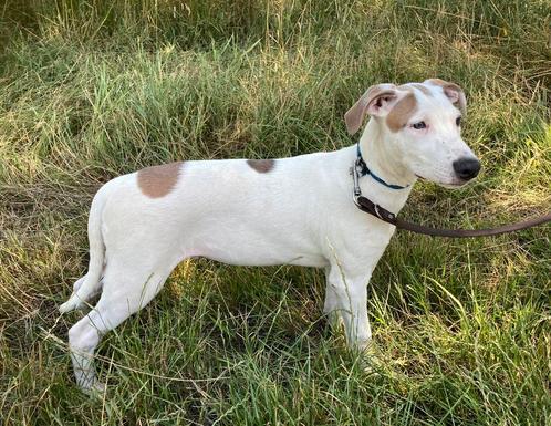 puppie's pups, Dieren en Toebehoren, Honden | Niet-rashonden, Groot, Meerdere dieren, Particulier, Meerdere, Nederland, 15 weken tot 1 jaar
