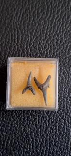 Fossiele haaientanden setje - Calvert, USA, Ophalen of Verzenden