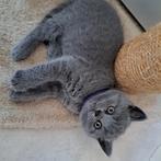 Britse korthaar kittens, Poes, Ontwormd