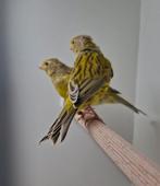 Kanaries - Agaat geel - 2 mannen, Dieren en Toebehoren, Vogels | Kanaries, Mannelijk, Kleurkanarie