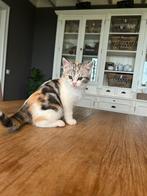 Jonge poesjes / kittens, Dieren en Toebehoren, Katten en Kittens | Overige Katten, Meerdere dieren, Kortharig