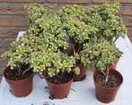 Aeonium lindleyi variegata / Aichryson bethencourtium var., Vetplant, Minder dan 100 cm, Groene kamerplant, Halfschaduw