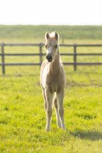 2 jarige palomino Welsh B hengst, Dieren en Toebehoren, Pony's, Dressuurpony, Niet van toepassing, 0 tot 2 jaar, Hengst