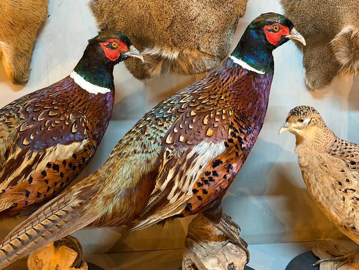 Opgezette fazant hanen en hennen opgezet veluwe taxidermie, Verzamelen, Dierenverzamelingen, Nieuw, Opgezet dier, Vogel, Ophalen
