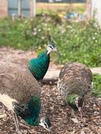 Jonge blauwe pauwenhaan, Mannelijk, Overige soorten