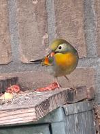 Mooie japanse nachtegaal man ger op zang v buiten, Dieren en Toebehoren, Vogels | Overige Vogels, Mannelijk, Geringd