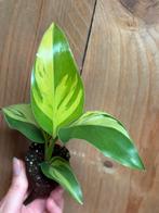 Strelitzia nicolai variegata plant flame aurea yellow, Ophalen of Verzenden, Overige soorten, Minder dan 100 cm