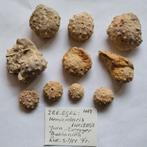 Set van 10 fossiele zee-egels Luc-sur-Mer hemicidaris, Ophalen of Verzenden