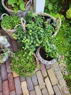, klimop, vetplant, Vaste plant, Halfschaduw, Zomer, Ophalen