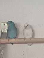 Koppel forpus, Dieren en Toebehoren, Meerdere dieren, Parkiet