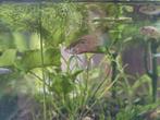 Jordanella Floriade Blokvisje, Dieren en Toebehoren, Vissen | Aquariumvissen, Vis