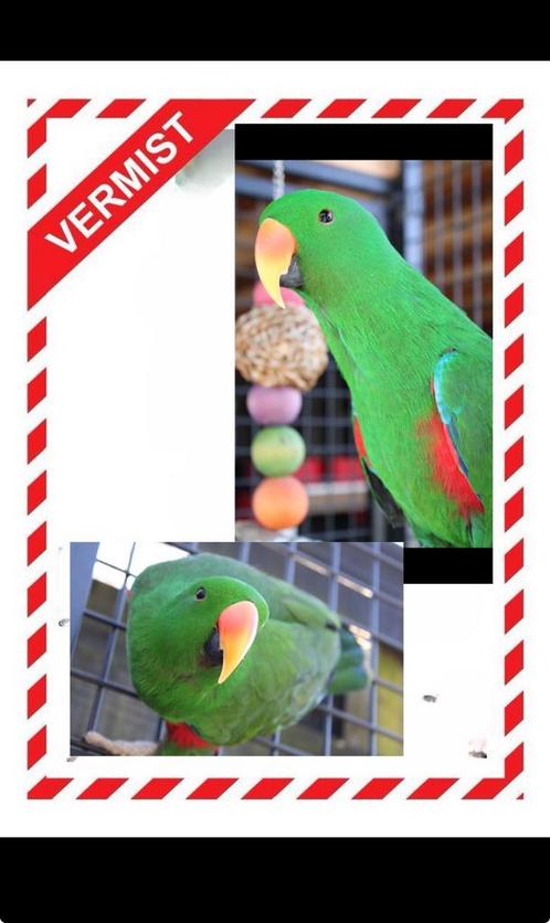 VERMIST EDELPAPEGAAI, Dieren en Toebehoren, Vogels | Parkieten en Papegaaien, Parkiet, Mannelijk, Tam