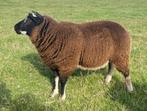 dekrammen Dassenkop, Dieren en Toebehoren, Schapen, Geiten en Varkens, Mannelijk, Schaap, 0 tot 2 jaar