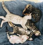 4 ervaren Bengaal  dekkaters beschikbaar, Dieren en Toebehoren, Katten en Kittens | Dekkaters, 0 tot 2 jaar