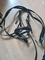 Mini shetlander hoofdstel, Dieren en Toebehoren, Ophalen