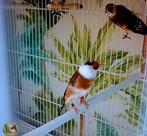 te koop parva putter manen van 2025, Dieren en Toebehoren