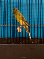 Rasmi (Persian), Dieren en Toebehoren, Vogels | Kanaries, Vrouwelijk