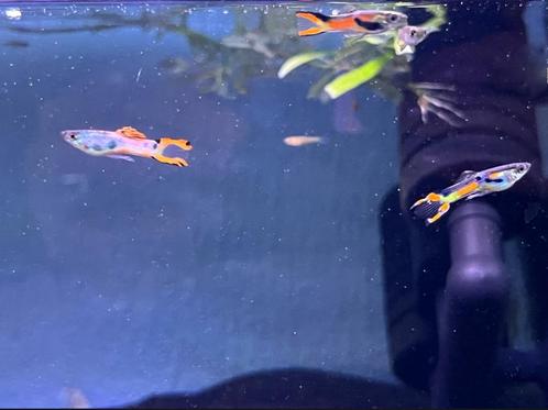 Endler guppen, Dieren en Toebehoren, Vissen | Aquariumvissen, Zoetwatervis, Vis