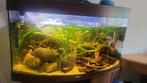 Juwel aquarium met aqua-pro4 pomp, Dieren en Toebehoren, Vissen | Aquaria en Toebehoren, Ophalen, Zo goed als nieuw, Gevuld zoetwateraquarium