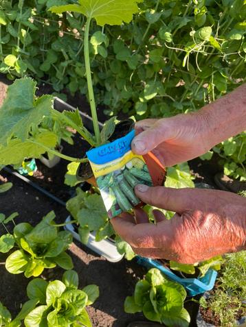 Couregtte plantje per stuk - 8 stuks in totaal  beschikbaar voor biedingen
