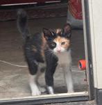 lief poesje zoekt een fijne thuis, Dieren en Toebehoren, Katten en Kittens | Overige Katten, Meerdere dieren