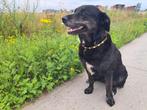 Vrolijke knuffelhond zoekt logeeradres (Jan t/m Juli), CDV (hondenziekte), Teef, Labrador retriever, Eén hond