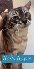 2 dekkaters bengaal Black tabby & seal lynx charcoal, Dieren en Toebehoren, Katten en Kittens | Dekkaters