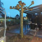 16cm dikke dakplataan...is al gerooid, Ophalen of Verzenden, Volle zon, Overige soorten