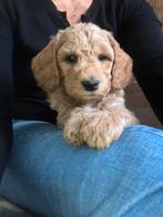 Australian labradoodle nestje verwacht eind september, Dieren en Toebehoren, Parvo, 8 tot 15 weken, Meerdere, Meerdere dieren