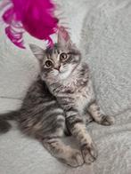 Siberische kitten, Dieren en Toebehoren, Katten en Kittens | Raskatten | Korthaar, Poes, Gechipt