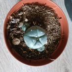 Lophophora Williamsii ( PEYOTE CACTUS ), Huis en Inrichting, Kamerplanten, Cactus, Minder dan 100 cm, Ophalen of Verzenden, Volle zon