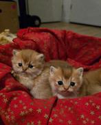 Golden shaded kittens, Dieren en Toebehoren, Katten en Kittens | Raskatten | Korthaar, Kater, Ontwormd