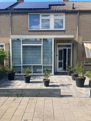 3 paar prachtige jonge Hulsten zoeken een nieuwe plek! beschikbaar voor biedingen