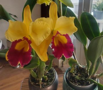 Orchidee Cattleya gele bloem en zoete geur beschikbaar voor biedingen