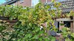 Druiven gratis, Tuin en Terras, Planten | Bomen, Ophalen, Overige soorten