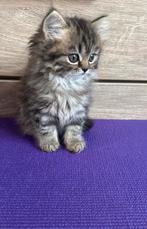 Britse langhaar kitten, Poes, Ontwormd