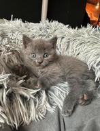 Britse korthaar Kitten (katertje), Dieren en Toebehoren, Katten en Kittens | Overige Katten, Kater