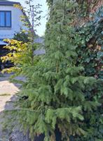 picea omorika servische spar in boomkuip, Tuin en Terras, Planten | Bomen, Ophalen, Bloeit niet, Volle zon, Overige soorten
