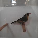 Japanse nachtegaal pop, Dieren en Toebehoren, Vogels | Overige Vogels, Vrouwelijk, Geringd