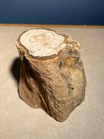 Versteend Hout Fossiel.  6, Verzamelen, Mineralen en Fossielen, Ophalen of Verzenden, Fossiel