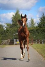 2  arabische veulens te koop merrie en hengst, Dieren en Toebehoren, Paarden, Minder dan 160 cm, 0 tot 2 jaar, Onbeleerd, Meerdere dieren