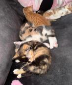 Kittens, Dieren en Toebehoren, Katten en Kittens | Raskatten | Korthaar, Meerdere dieren, Ontwormd, 0 tot 2 jaar