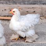 Mooi Cochin haantje., Dieren en Toebehoren, Pluimvee, Mannelijk, Kip