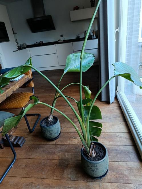 Strelitzia met Bloempot, Huis en Inrichting, Kamerplanten, Overige soorten, Ophalen