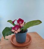 Streptocarpus Merlin, Ophalen of Verzenden, Overige soorten, Minder dan 100 cm