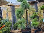Pinus wallichiana vormsnoei, Ophalen, Overige soorten