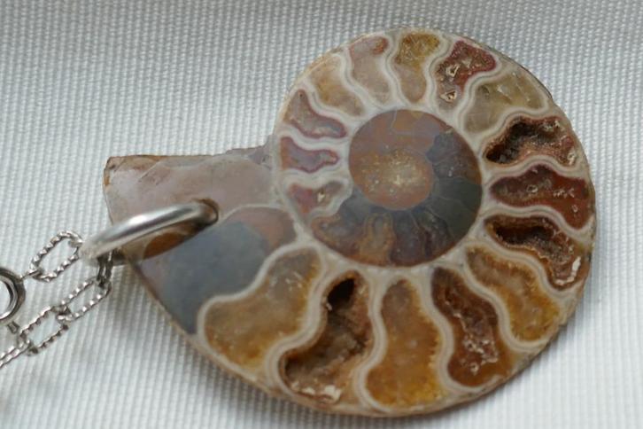 Ammoniet fossiel hanger aan ketting, Verzamelen, Mineralen en Fossielen, Fossiel, Verzenden