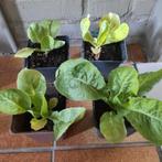 Andijvie plantjes 4 voor 1 euro, Tuin en Terras, Ophalen, Zomer, Groenteplanten, Volle zon