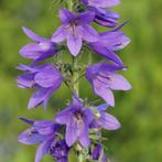 Bio Zaden Akkerklokje - Campanula rapunculoides *inheems*, Tuin en Terras, Bloembollen en Zaden, Ophalen of Verzenden, Voorjaar