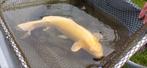 Koi Karpers, Steur albino, Dieren en Toebehoren, Vissen | Vijvervissen, Steur